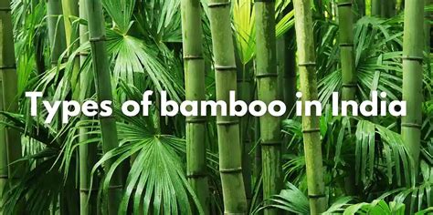 Types of Bamboo in India – Meserii