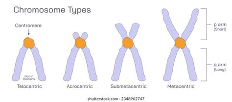 Image result for Chromosome Microarray Test