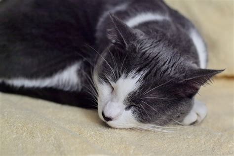Image result for Cat Coding at Computer Pic