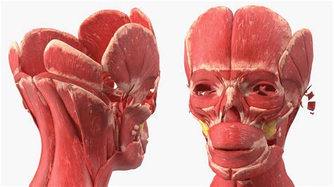 Young Male Muscle System 3D model | 3D Molier International