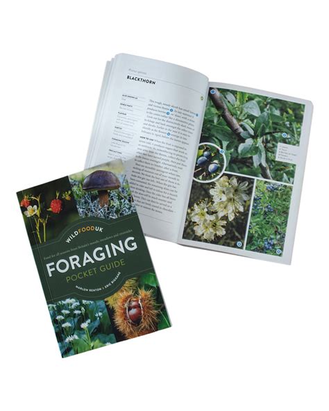 Image result for Foraging Guide