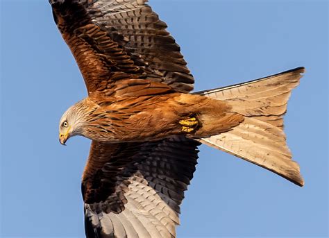 Kite 的图像结果