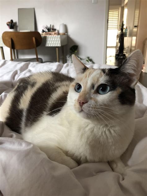 Siamese Lapjeskatten Mix