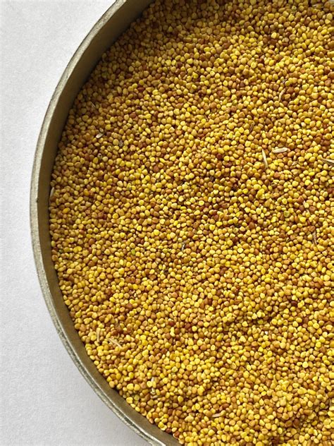 Wild White Clover Seeds - Trifolium Repens - Kent Wildflower Seeds