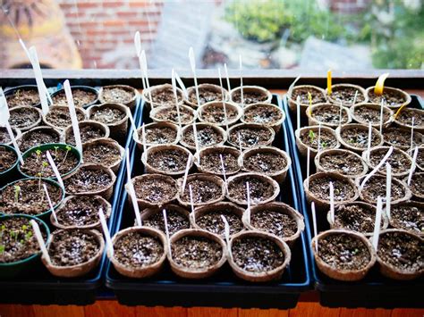 How To Start Pot From Seed - Carpetoven2