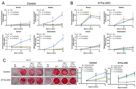 IL-17RA Signaling in Prx1+ Mesenchymal Cells Influences Fracture ...