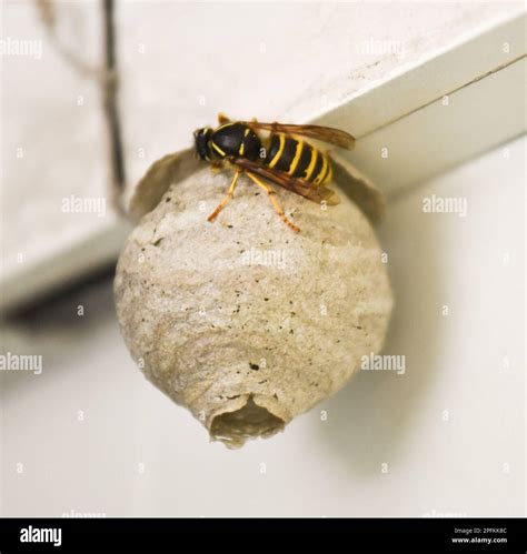 Single wasp constructing intricate wasps' nest Stock Photo - Alamy