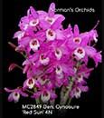 Dendrobium / Orchids.com