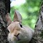 Image result for Cute Bunny Photography