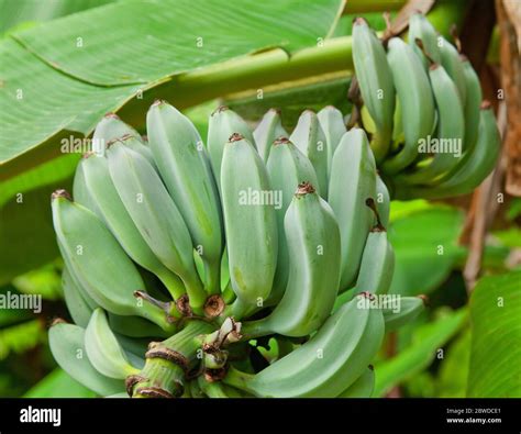 Image result for Blue Java Banana Tree