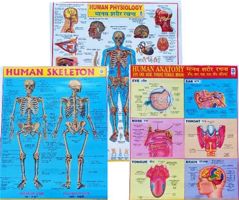 Human Physiology Chart - Explore The Wonders Of The Human Body. A Combo ...