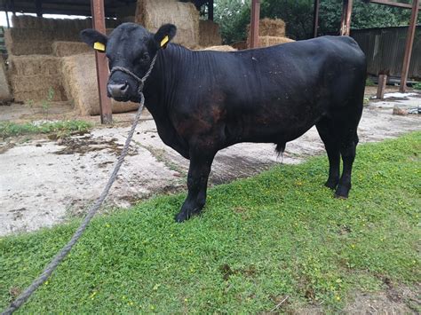 Two pedigree Aberdeen Angus bulls for sale - West Sussex - Aberdeen ...