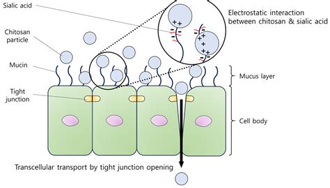 Chitosan-Based Multifunctional Platforms for Local Delivery of Therapeutics