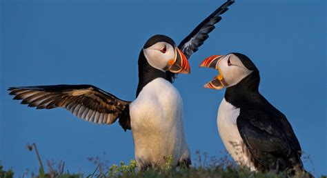 Puffin Bird