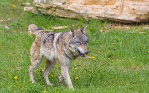 Wallpaper wolf, predator, animal, wildlife, grass hd, picture, image