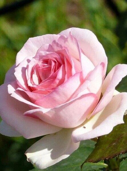 Rare Pink Rose Flower Seeds With Double Petals | Ubuy India