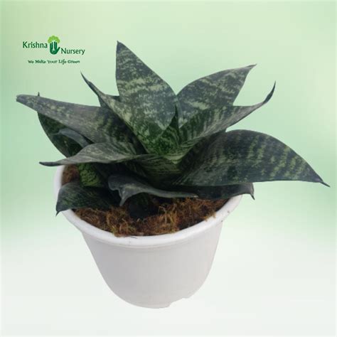 Indoor Plants|KRISHNA NURSERY - We Make Your Life Green