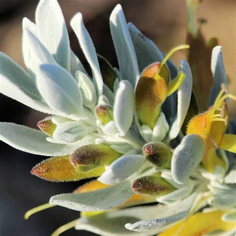 Eremophila glabra 'Grey Horizon' - Gray Emu Bush | Western Star Nursery