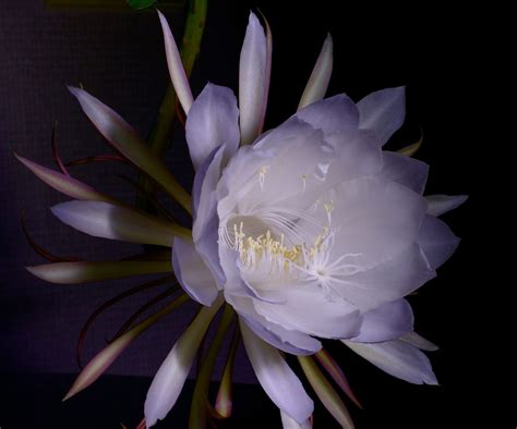 8 plants that bloom at night, perfect for a moon garden | Homes and Gardens