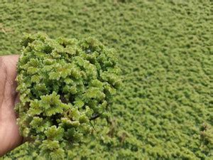 GREW Azolla Seed Price in India - Buy GREW Azolla Seed online at ...