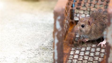 家里有老鼠入侵，家庭如何灭鼠？