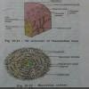 Drawwell label diagram of animal tissue. - Brainly.in