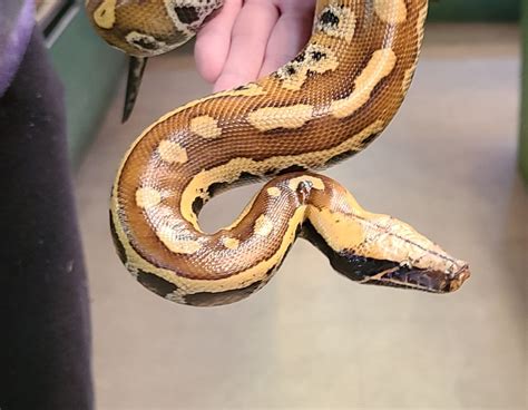 Image result for Red-tailed Python
