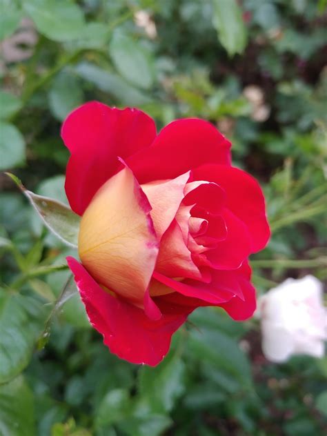 Ketchup And Mustard Rose