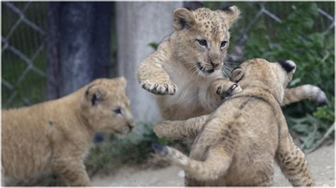3 rare Barbary lion cubs born in Czech zoo park - India Today