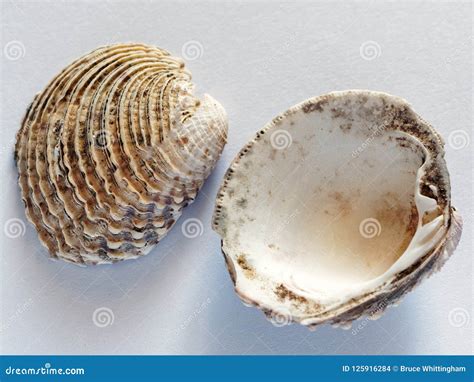 Clam Shell Pattern 的图像结果