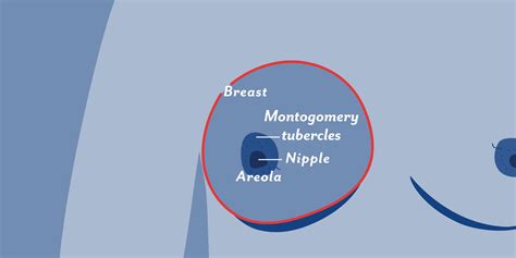 Breast Size Comparison Chart