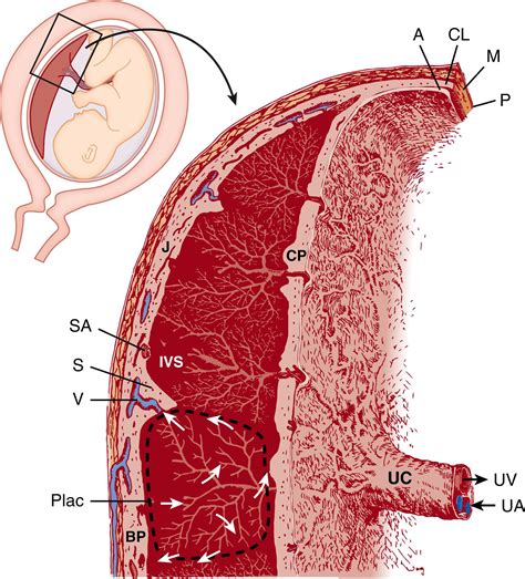 Placental Development - Clinical Tree