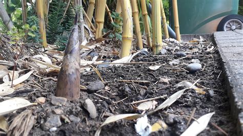How Bamboo Plants Grow: the Rapid Growth Phase