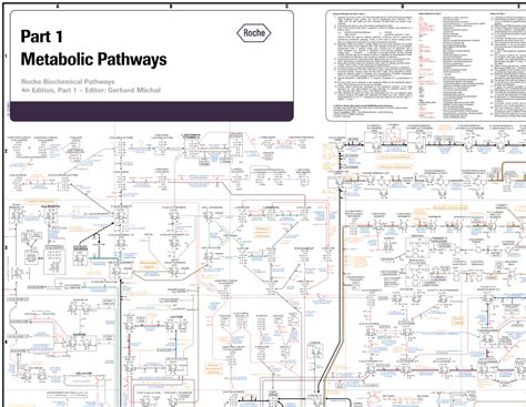Big diagram of metabolic pathways – FlowingData