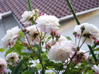 Image result for Spring File Cepit