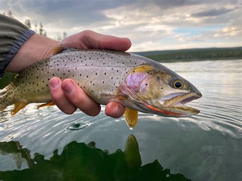 Cutthroat Trout Wallpapers - Top Free Cutthroat Trout Backgrounds ...