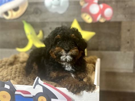 Rezultat imagine pentru Cavapoo Barking