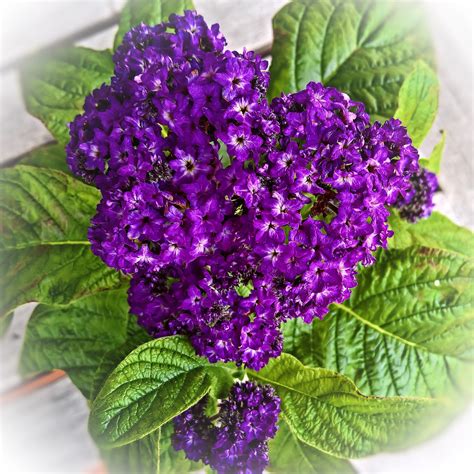 Your Starter Guide to Growing Beautiful Heliotrope Flowers - Garden and Happy - what is the scent of heliotrope