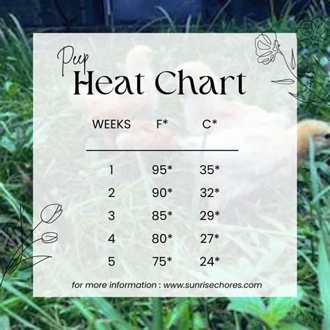 Baby Chick Temperature Chart