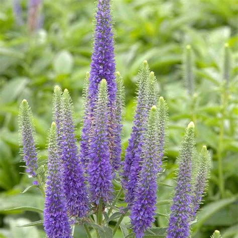 Veronica Spicata Royal Candles Speedwell | SiteOne US