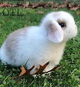 Image result for American Blue Holland Lop