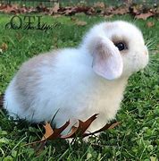 Image result for Dark Blue Holland Lop