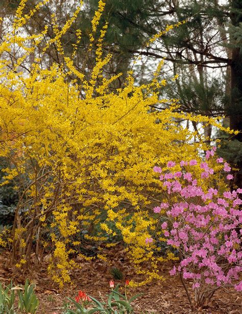 11 Best Deer-Resistant Shrubs for Avoiding Browsing Damage