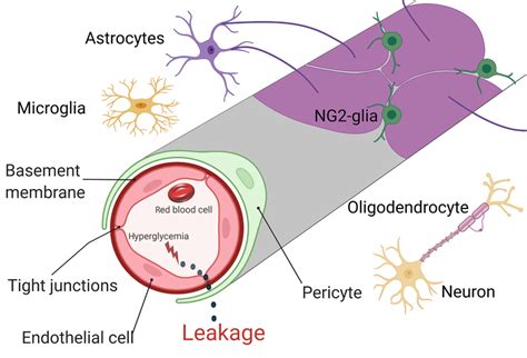 The location and connection of glia (astrocytes, microglia, nerve/glial... | Download Scientific ...