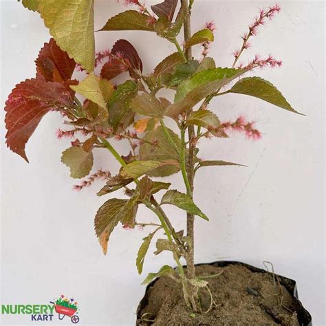 Buy Acalypha Wilkesiana Plant, Copperleaf Plant online from Nursery Kart