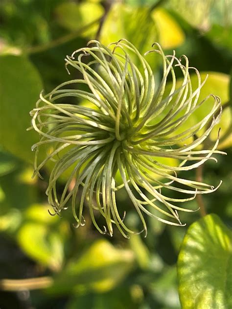 Nature Plant 的图像结果