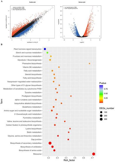 Ethylene Response Factor MaERF012 Modulates Fruit Ripening by ...