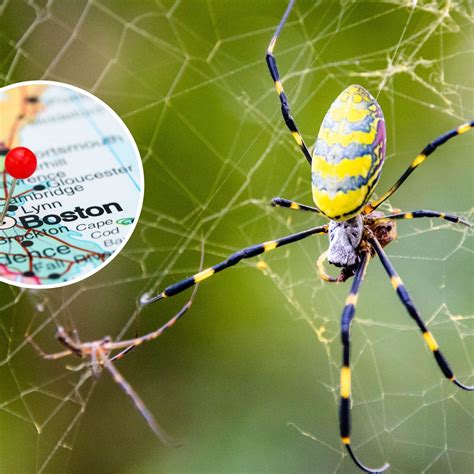 Poisonous Spiders In Georgia Joro Spider In North Carolina | N.C.