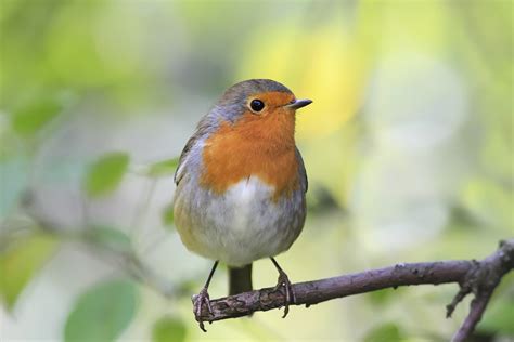 What Do Robins Symbolize? Guide To Robin Spiritual Meanings - A Garden ...
