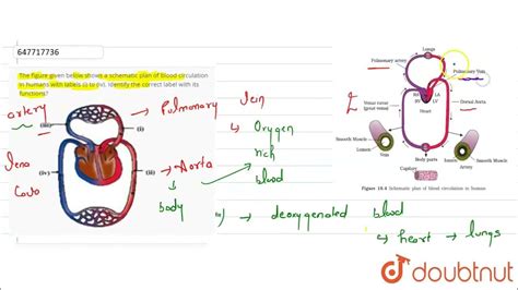 Circulate 的图像结果